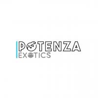Potenza Exotics, LLC Logo