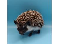 hedgehog photo